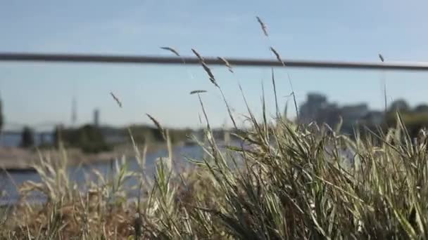 Orelhas verdes e amarelas de grama balançando no vento no campo ensolarado ner o rio — Vídeo de Stock