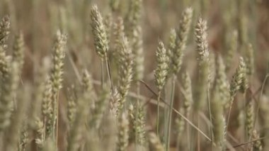 Çavdar ekmeği, çiftlik, tohum, sarı, buğday, kulak, tarım tahıl kırpma sarı kulakları ile alan