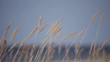 Denize yakın güneşli alan rüzgarda sallanan çim sarı kulaklar