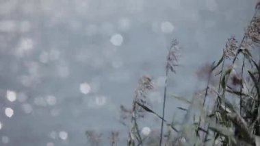Denize yakın güneşli alan rüzgarda sallanan çim sarı kulaklar
