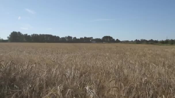 호 밀과 기장의 노란 귀와 필드 — 비디오