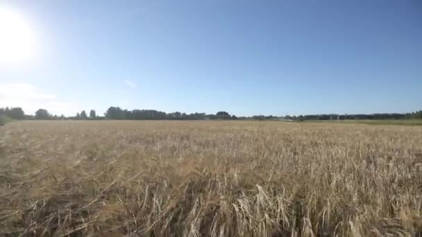 Campo con spighe gialle di segale e miglio — Video Stock