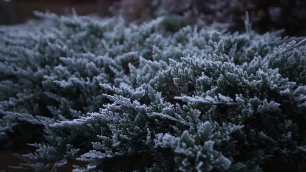 La neige blanche se trouve sur les branches du sommet d'un pin et est consommée par une journée ensoleillée — Video