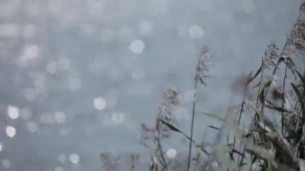 Orejas amarillas de hierba balanceándose en el viento en el campo soleado cerca del mar — Vídeo de stock