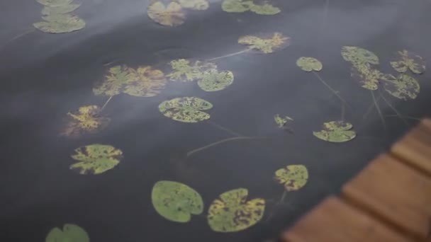 Zielone Lilie wodne na wodzie w jeziorze — Wideo stockowe