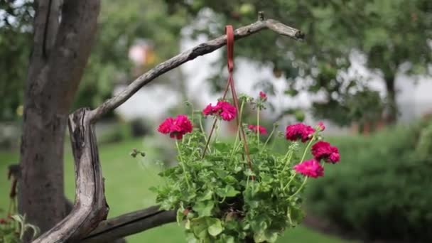Flores rojas en una maceta en un árbol balanceándose en el viento en un día soleado — Vídeo de stock