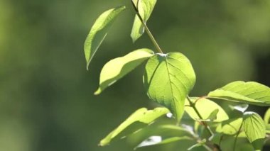 Güneş ışınları bir ağaç yeşil yaprakları yaz güneşli gün
