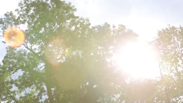 Sun rays in the green leaves of a tree summer sunny day — Stock Video