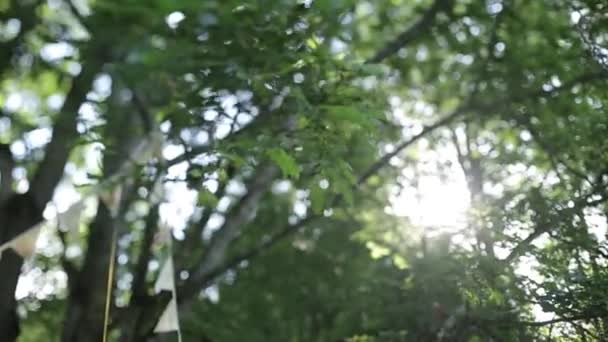 Leaves of a tree with bright summer sunlight — Stockvideo