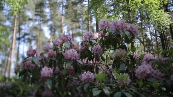 Flores violetas y hojas verdes se balancean en el viento — Vídeos de Stock