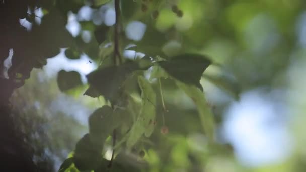 Листья дерева с ярким летним солнцем — стоковое видео