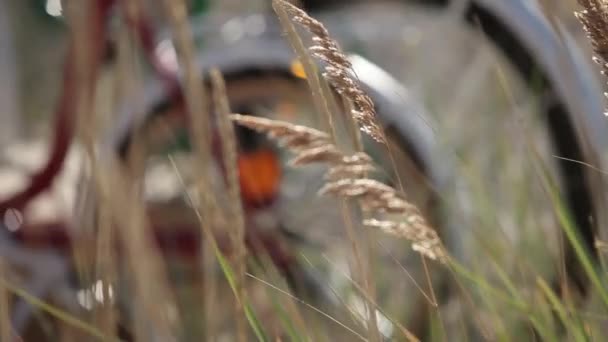 Les Vélos Avec Des Fleurs Tiennent Dans Champ Bord Mer — Video