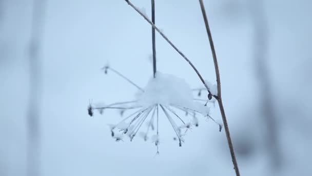 Arbustos de verão sob a neve — Vídeo de Stock