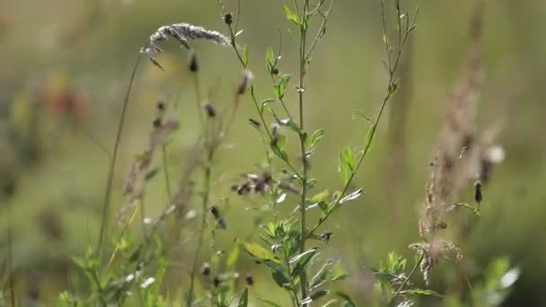 Wildflowers in a summer sunny field purple flowers — Stock Video