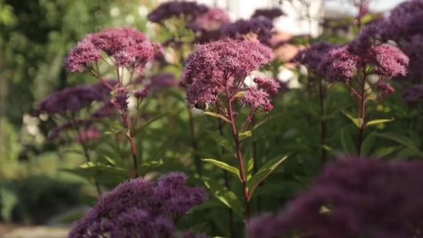 Flores cor-de-rosa balançam no vento e folhas verdes em um dia ensolarado — Vídeo de Stock