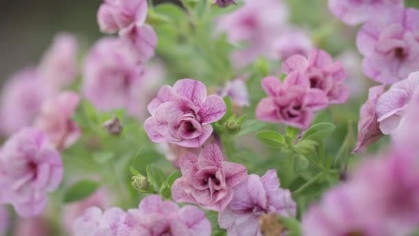 Flores cor-de-rosa balançam no vento e folhas verdes em um dia ensolarado — Vídeo de Stock