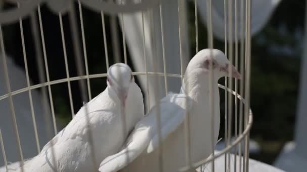 Colombes blanches dans une cage un jour ensoleillé avant la cérémonie de mariage — Video