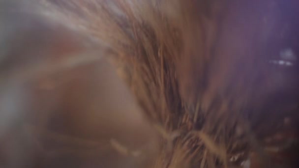 Gyllene öron i oskärpa violett bländning och solljus — Stockvideo