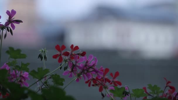 Růžové květy houpat se ve větru a zelené listy na slunečný den — Stock video