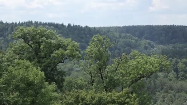 Omija drzewa w górach, w lesie dziki wiatr — Wideo stockowe