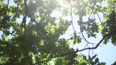 Parlak yaz güneş ışığı ile bir ağaç yaprakları