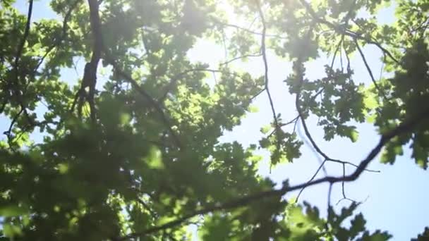 Parlak yaz güneş ışığı ile bir ağaç yaprakları — Stok video