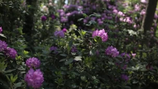 Flores violetas y hojas verdes se balancean en el viento — Vídeo de stock