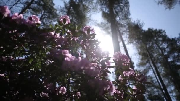 Violetta blommor och gröna blad svajar i vinden — Stockvideo