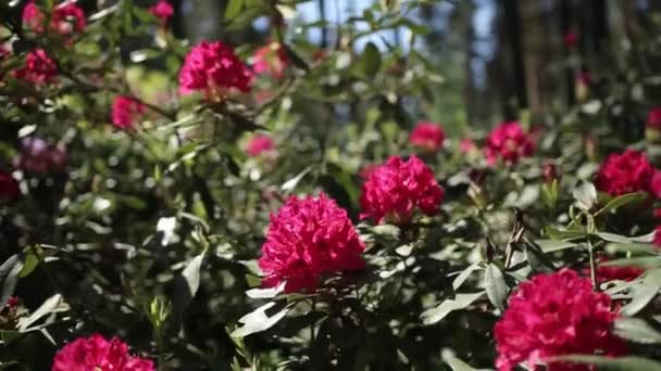 Rote Blüten und grüne Blätter wiegen sich im Wind — Stockvideo