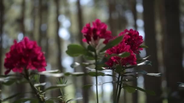 Rode bloemen en groene bladeren zwaaien in de wind — Stockvideo