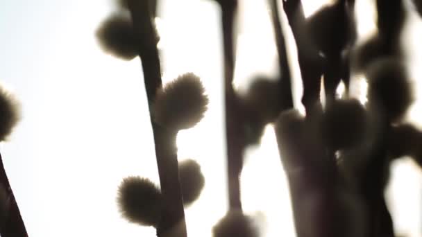 テーブルの上の太陽光植物のバーバ — ストック動画