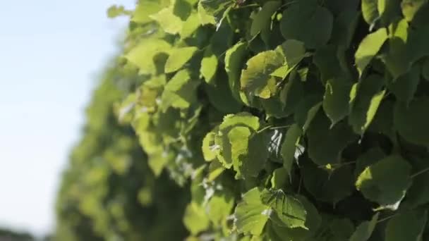 Los rayos del sol en las hojas verdes de un árbol de verano día soleado — Vídeo de stock