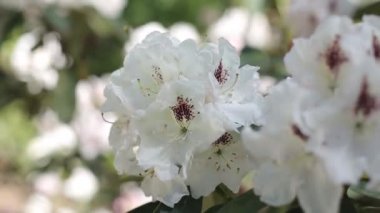 Beyaz orman gülleri bloom güneşin yaz bahçesinde