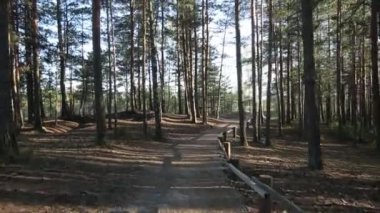 Stedicam güneşli bir çam ormanı uçuşta yolundaki