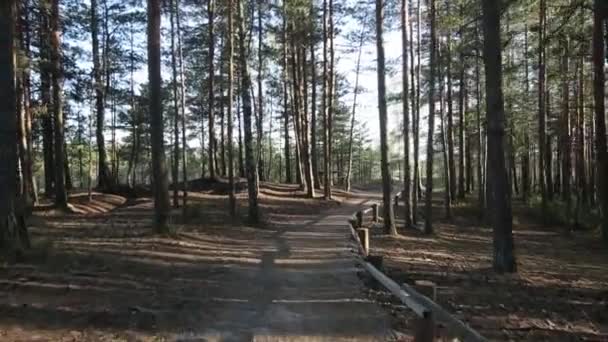 Camino en el bosque de pinos vuelo en stedicam en un día soleado — Vídeos de Stock