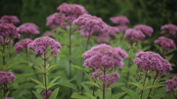 Flores cor-de-rosa balançam no vento e folhas verdes em um dia ensolarado — Vídeo de Stock