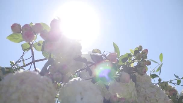 Flores cor-de-rosa balançam no vento e folhas verdes em um dia ensolarado — Vídeo de Stock