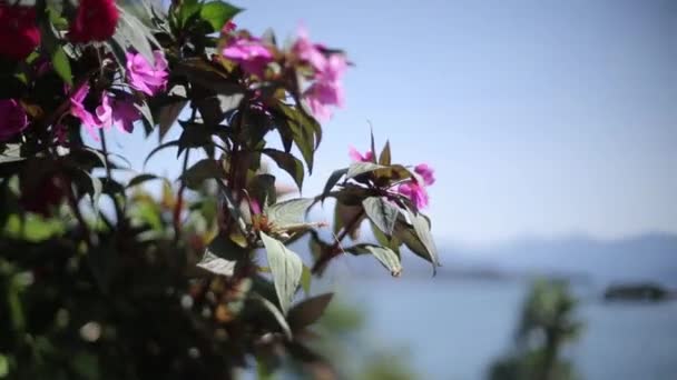 Flores cor-de-rosa balançam no vento e folhas verdes em um dia ensolarado — Vídeo de Stock