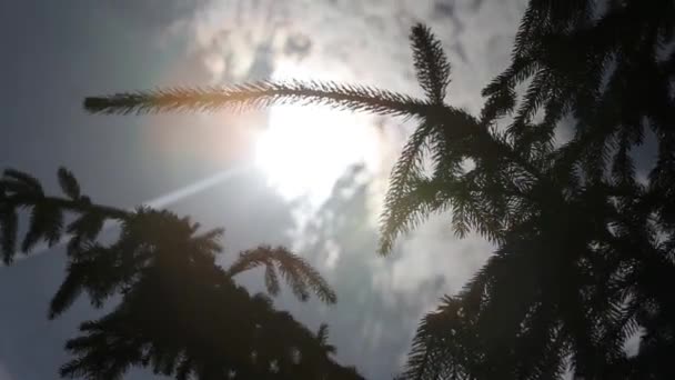 Солнечные лучи в зеленых листьях дерева летний солнечный день — стоковое видео