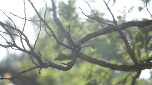 树的叶子上的太阳光线 明亮的季节 — 图库视频影像