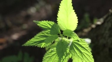 Yeşil ısırgan alaya rüzgarda makaraları parlak güneş ışığı altında