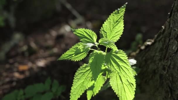 Ortiga verde en la luz del sol brillante se tambalea en el viento en el regimiento — Vídeo de stock