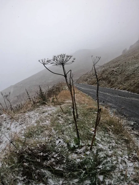 Fiore nelle montagne invernali in Georgia — Foto Stock