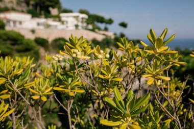 Çalılar Fransa Güney sahil sarı çiçekler