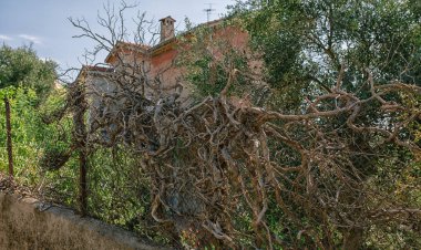 Fransa'nın Güney çit ağacında kuru üzüm
