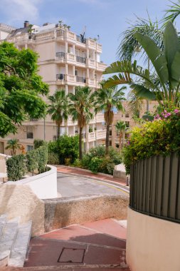 Monaco Erik çalılar ve yolda palm renginde renk yeşil ağaçların