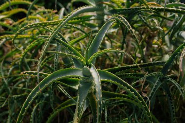 Avrupa'nın güney güneş ışınlarının ile yaz sokaklarda yeşil aloe büyümek