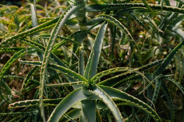 Avrupa'nın güney güneş ışınlarının ile yaz sokaklarda yeşil aloe büyümek