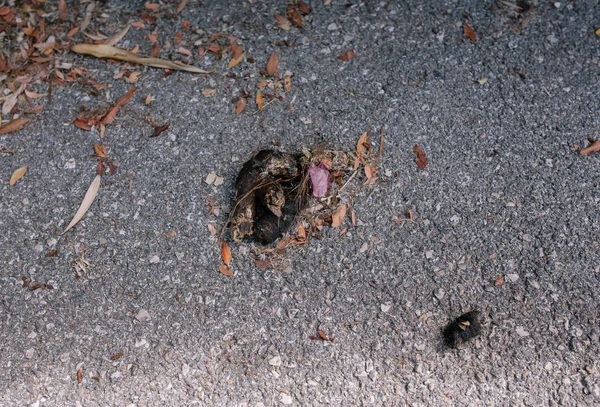 Merde sur l'asphalte dans les rues de la ville d'été — Photo