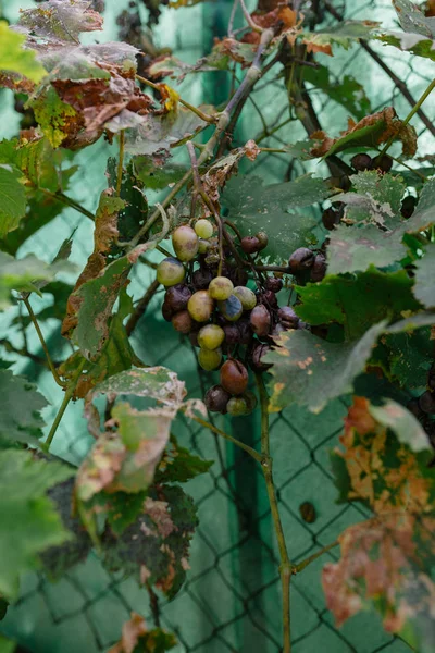 Drying grapes on the fence in the south of Europe — Stock Photo, Image